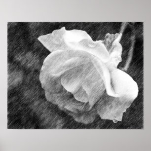 Póster Poster de dibujo de lápiz negro con flor de rosa 