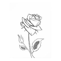 Poster de dibujo de Rosa de bonito