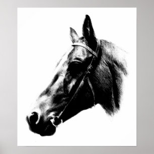 Póster Poster de dibujos de dibujos de caballos blancos n