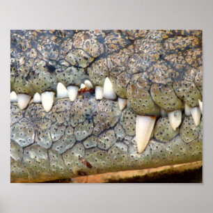 Póster Poster de dientes de cocodrilo lagarto