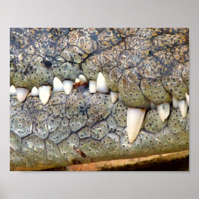 Póster Poster de dientes de cocodrilo lagarto (Frente)