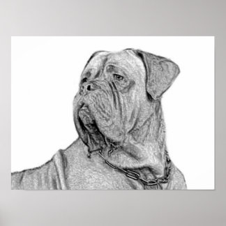 Póster Poster de Dogue de Bordeaux