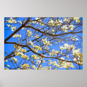 Póster poster de dogwood