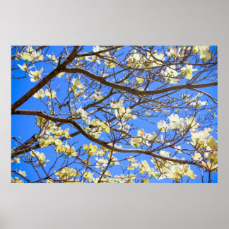 Póster poster de dogwood