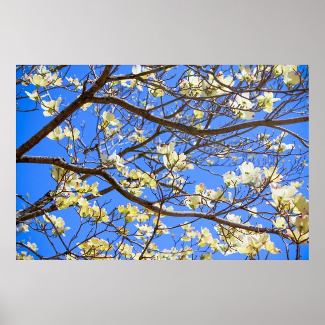 Póster poster de dogwood (Frente)