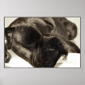 Póster Poster de dormir de Boxer