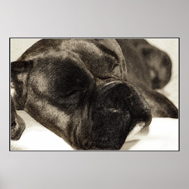 Póster Poster de dormir de Boxer (Frente)