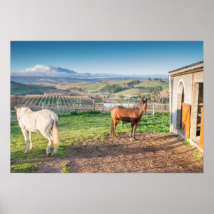Póster Poster de dos caballos árabes
