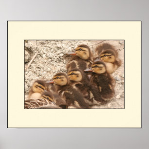 Póster Poster de ducklings