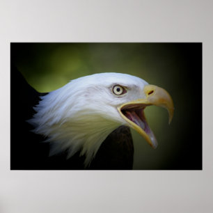 Póster Poster de Eagle calvo