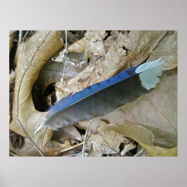 Póster Poster de elementos de coordinación de piel de Jay (Frente)