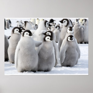 Póster Poster de Emperador Pingüino Chico