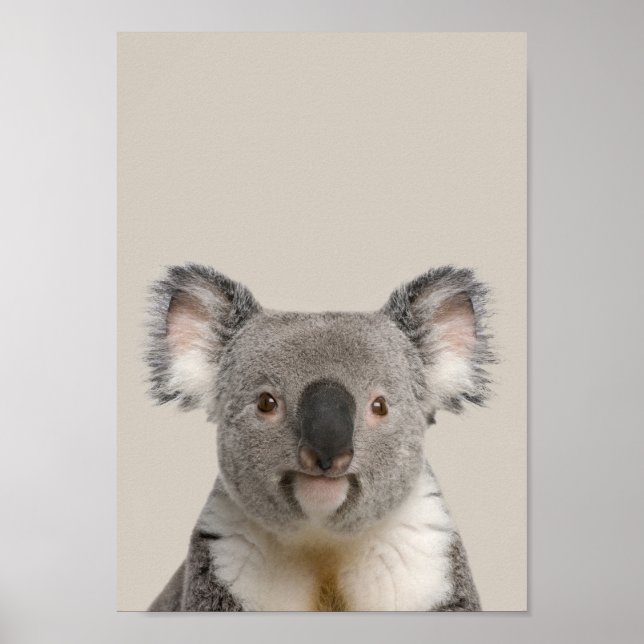 Póster Poster de enfermería de animales bebés - Koala (Frente)