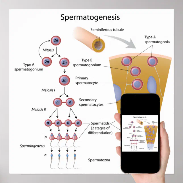 Libreta Digital: Meiosis