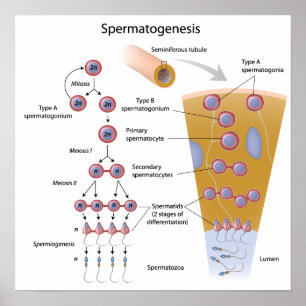 Póster Poster de espermatogénesis