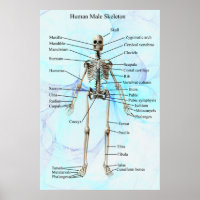 Poster de esqueleto masculino humano