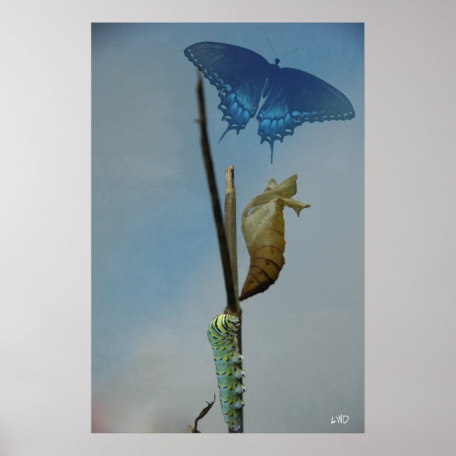 Póster Poster de etapas Imprimir (Frente)