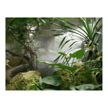 Poster de Exhibición de la Selva Tropical Zoológic