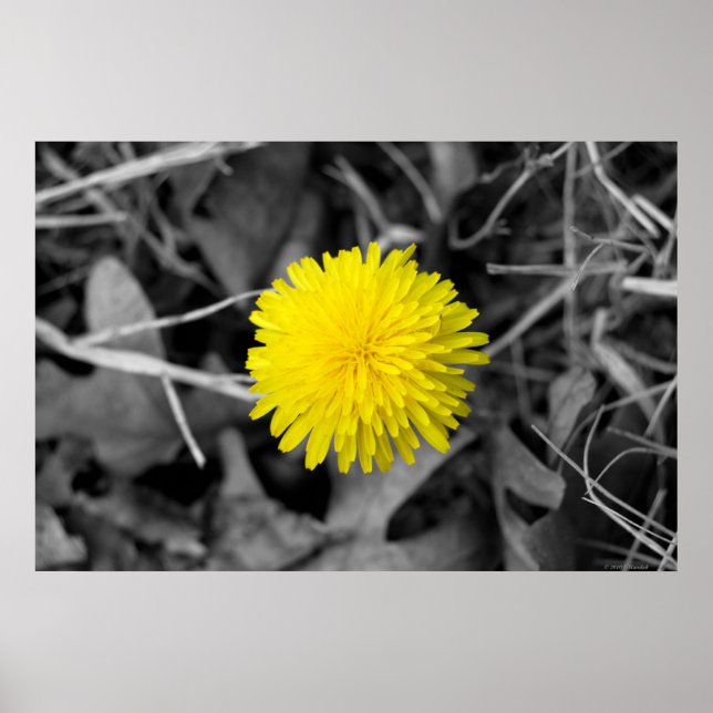 Póster Poster de Fall Dandelion (Frente)