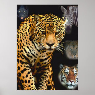 Póster poster de fiebre_selva