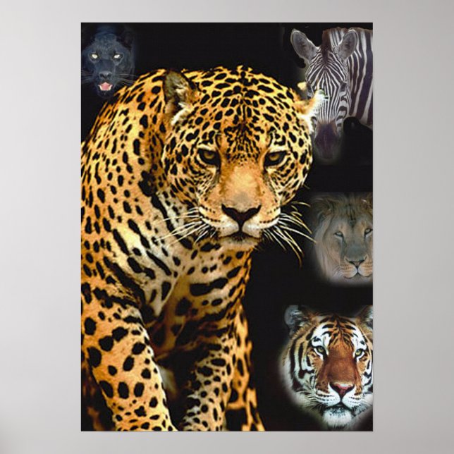 Póster poster de fiebre_selva (Frente)