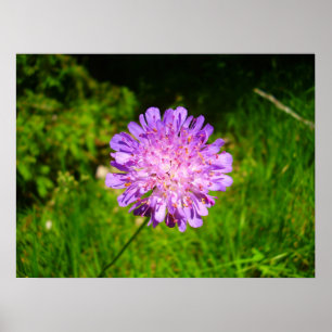 Póster Poster de Field Scabious