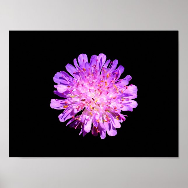 Póster Poster de Field Scabious (Frente)
