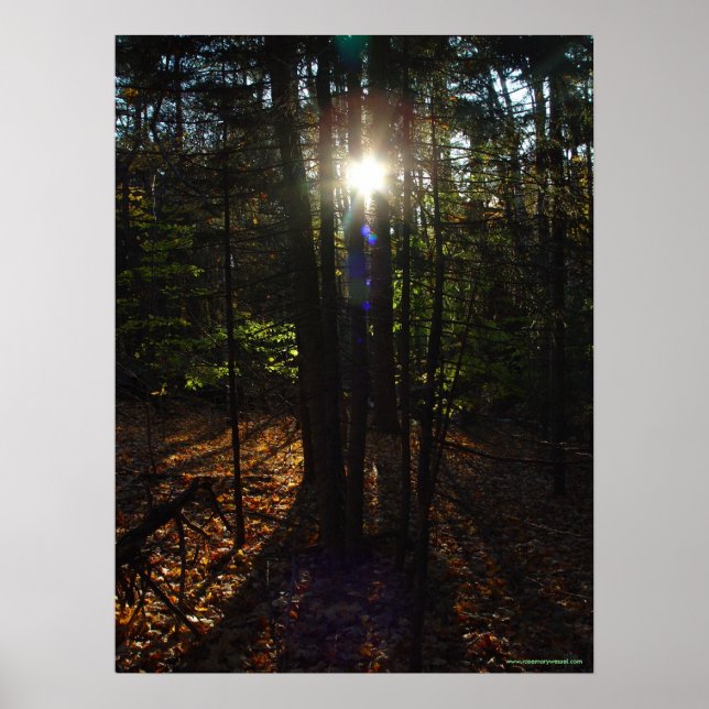 Póster Poster de filtro de bosque (Frente)