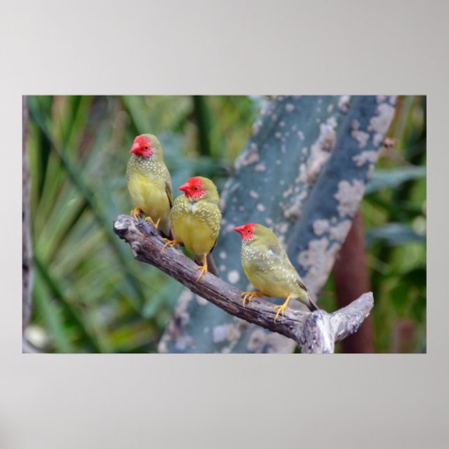 Póster Poster de finches de tres estrellas (Frente)