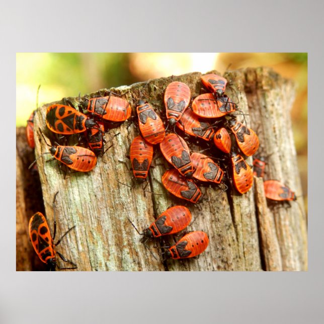 Póster Poster de Firebugs (Frente)