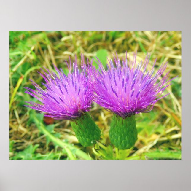 Póster Poster de fisuras de campo o de barrido (Frente)