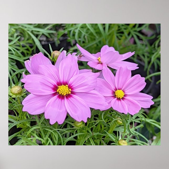 Póster Poster de flor Cosmos Rosa (Frente)