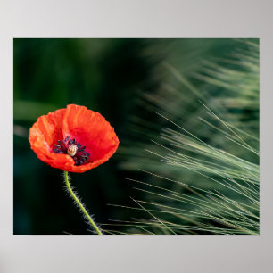 Póster Poster de flor de amapola