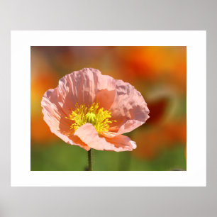 Póster Poster de flor de amapola