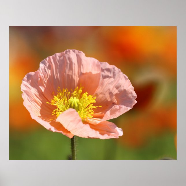 Póster Poster de flor de amapola (Frente)