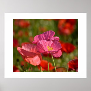 Póster Poster de flor de amapola