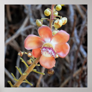 Póster Poster de flor de árbol de canonball