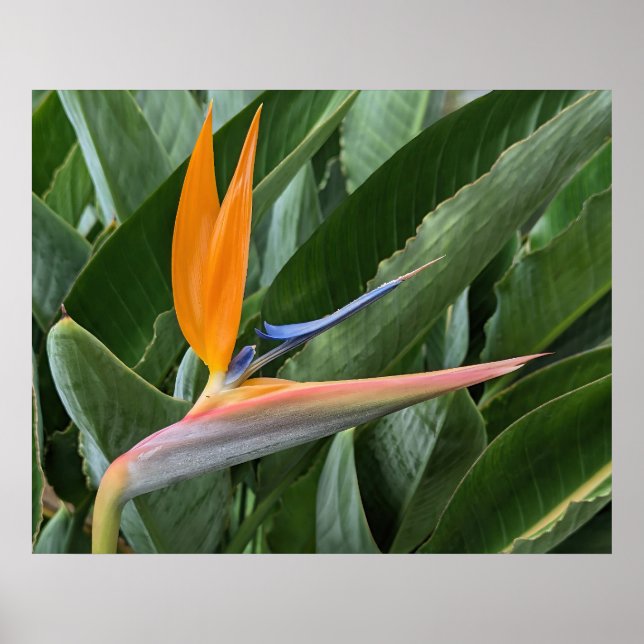 Póster Poster de Flor de Aves de Paraíso (Frente)