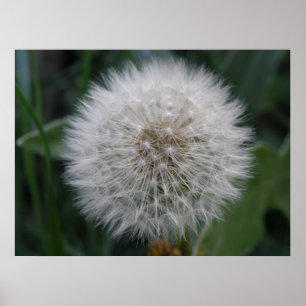 Póster Poster de flor de Dandelion con semilla