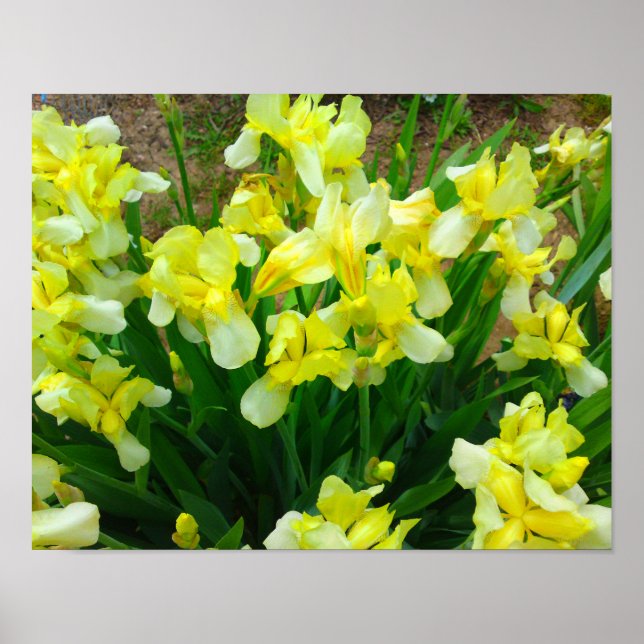 Póster Poster de flor de iris amarillo (Frente)