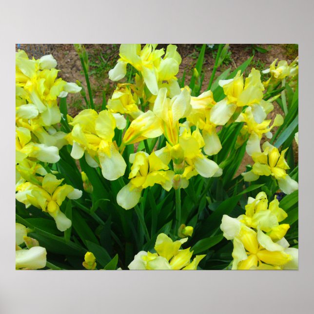 Póster Poster de flor de iris amarillo (Frente)
