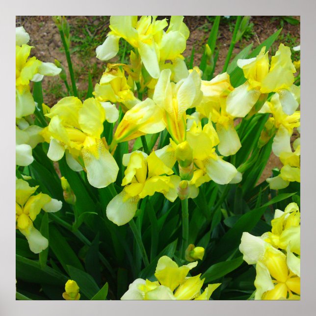 Póster Poster de flor de iris amarillo (Frente)