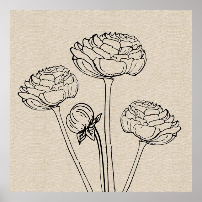 Póster Poster de flor de lienzo de dibujo Ranunculus (Frente)