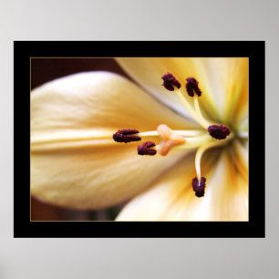 Póster Poster de flor de reloj parado