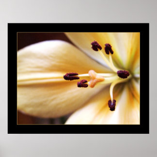 Póster Poster de flor de reloj parado