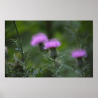 Poster de flor de silbido