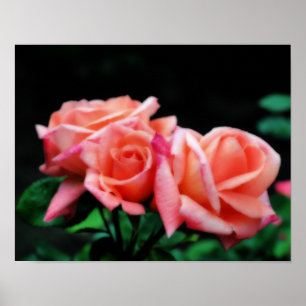 Póster Poster de flor de trío de Rosa de melocotón