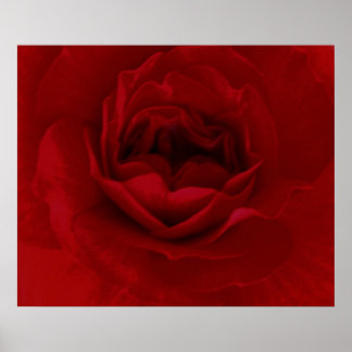 Póster Poster de flor roja en sangre