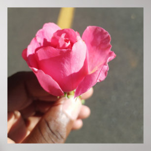 Póster Poster de flor Rosa