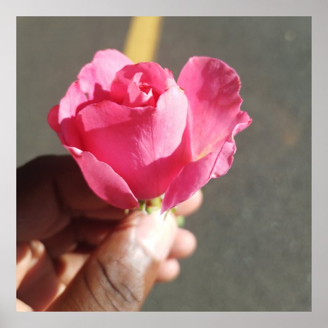 Póster Poster de flor Rosa (Frente)